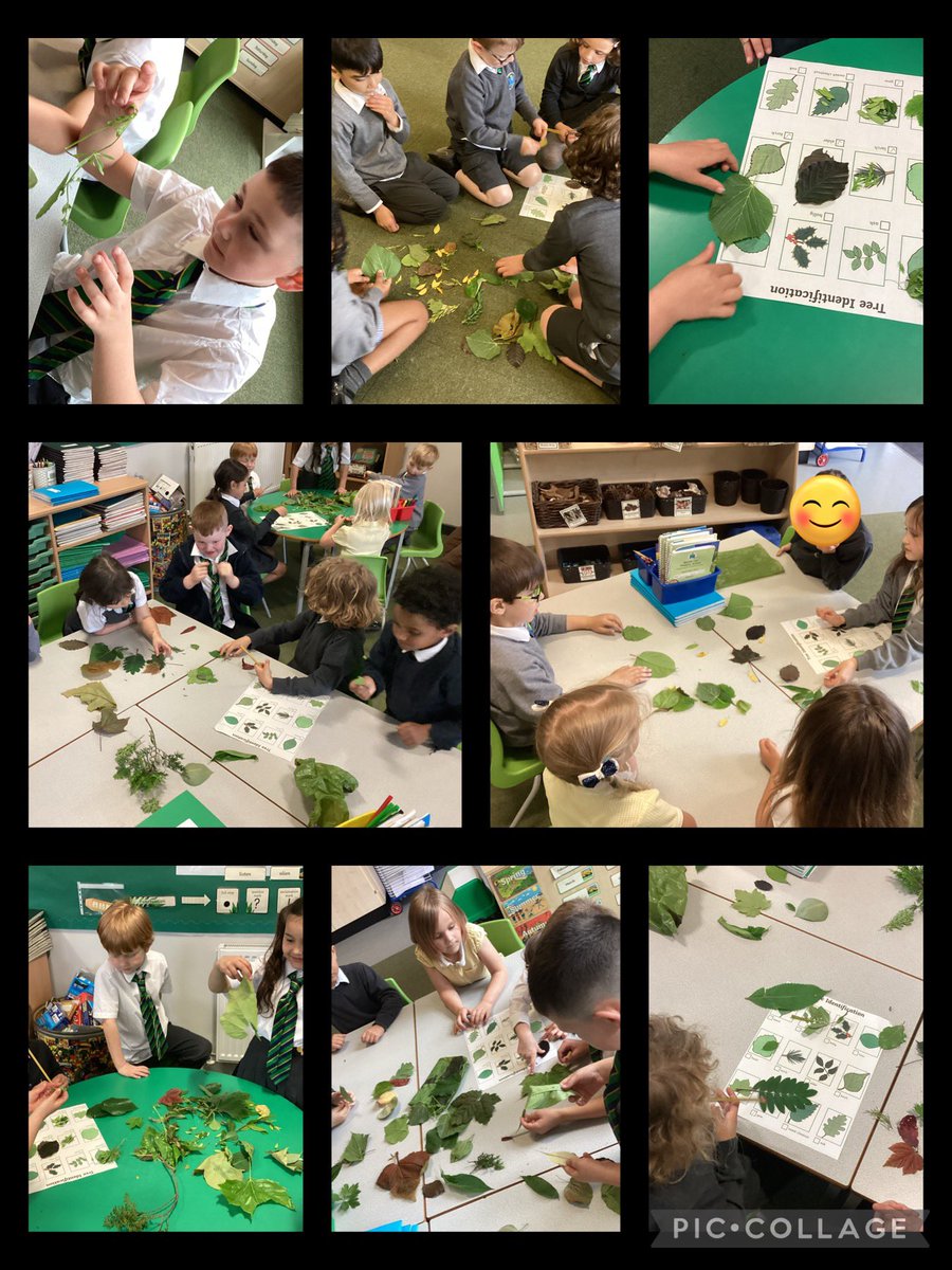 mesne_lea's tweet photo. Year 1 went on a nature walk in the school grounds to collect leaves from as many different trees as possible. Back in class we learnt about the differences between deciduous and evergreen and tried to identify each species #ks1science https://t.co/Wf7ssWBnT2