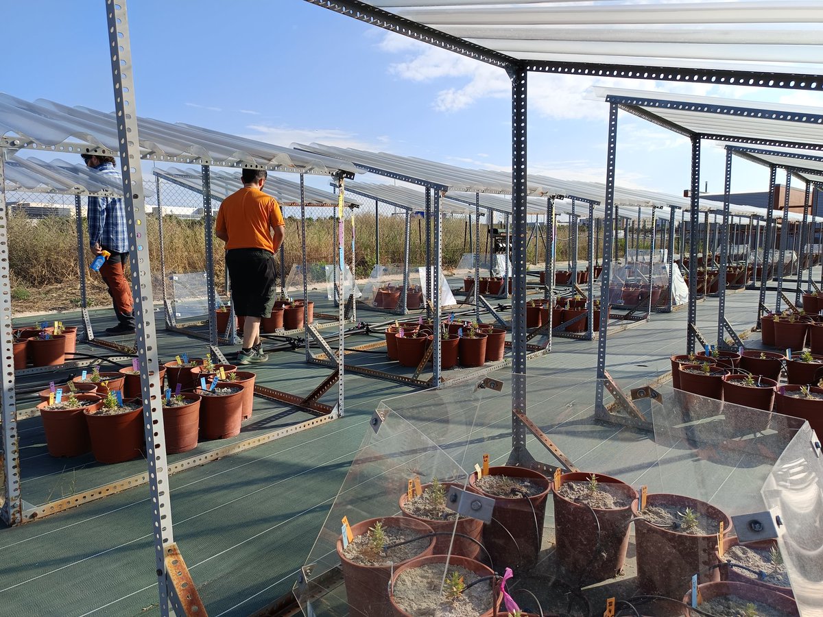 BiodiversosU's tweet photo. Así de bonitos lucen algunos Helianthemum squamatum de los experimentos de @gypsevol en las instalaciones de #CULTIVE en la @urjc . Currazo que llevan @MarinaRM_gypsum @SMatesanz @JPajares_ @PiasCouso y el resto del equipazo @URJCcientifica https://t.co/ZkiYOd2f5n