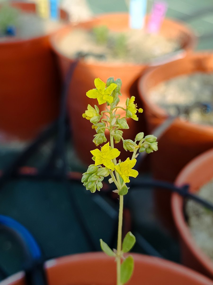BiodiversosU's tweet photo. Así de bonitos lucen algunos Helianthemum squamatum de los experimentos de @gypsevol en las instalaciones de #CULTIVE en la @urjc . Currazo que llevan @MarinaRM_gypsum @SMatesanz @JPajares_ @PiasCouso y el resto del equipazo @URJCcientifica https://t.co/ZkiYOd2f5n