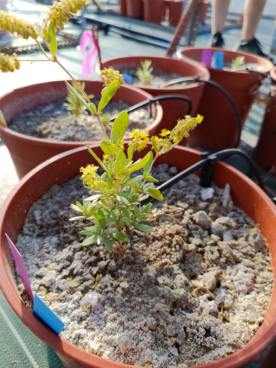 BiodiversosU's tweet photo. Así de bonitos lucen algunos Helianthemum squamatum de los experimentos de @gypsevol en las instalaciones de #CULTIVE en la @urjc . Currazo que llevan @MarinaRM_gypsum @SMatesanz @JPajares_ @PiasCouso y el resto del equipazo @URJCcientifica https://t.co/ZkiYOd2f5n