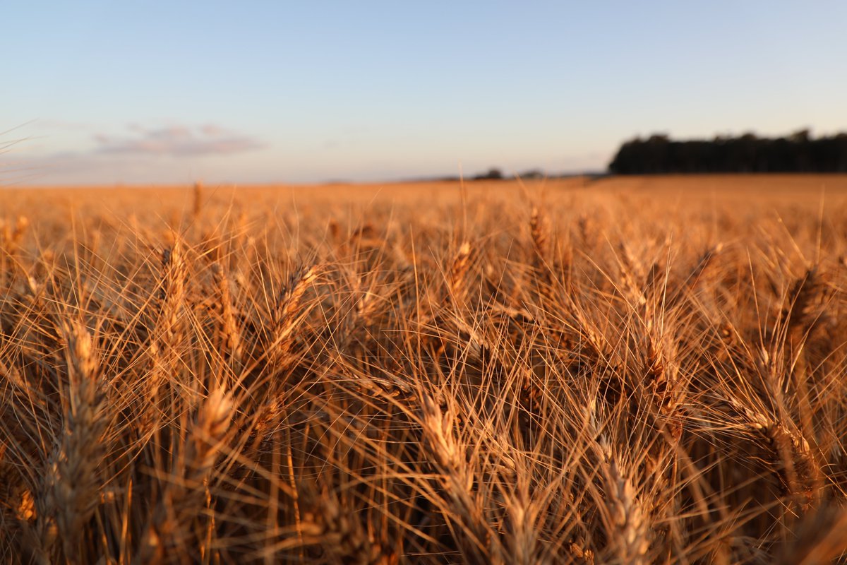 We are on the hunt for a Quantitative Geneticist to play a pivotal role in developing methods &amp; tools for genotypic &amp; phenotypic info during breeding &amp; conduct biostatistical data analyses🧬

Bring your love for cutting-edge research to a team shaping the future of cereal