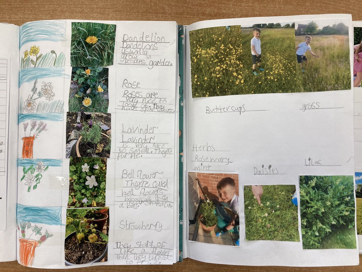 latimerprimary's tweet photo. Wow! #ClassKB has taken pride in completing their homework all about common plants. Lovely to see that you have labelled or wrote sentences to match your photos. #latimercares #takingpride https://t.co/37cog56XKx