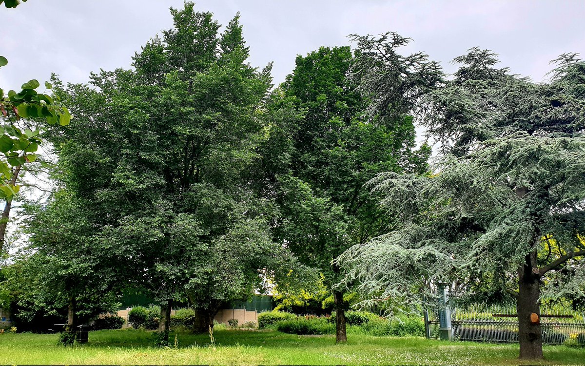 Lyle Park contains an interesting selection of trees including two Ulmus 'Dodoens' and an Ulmus 'Lobel'. For useful comparison, U. 'Dodoens' is on the left and U. 'Lobel' in the middle. London Borough of Newham.
