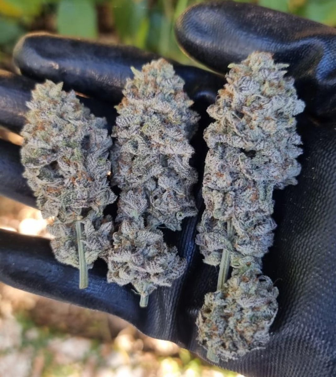 📸Sunken Treasure 
#weed