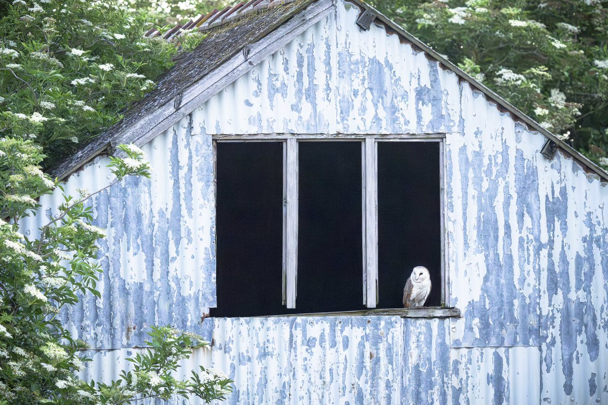 I’ve been trying hard to capture this beautiful barn owl but it’s been quite elusive as it doesn’t venture out much during golden hour. 

This was shot on the cusp of sunrise. I’m not giving up though :-) 

#springwatch <a href="/BBCSpringwatch/">BBC Springwatch</a> #nature #birdlovers