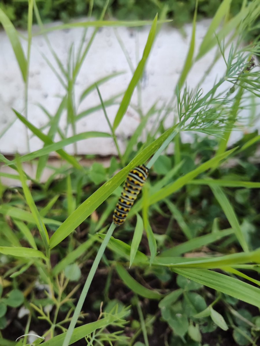 First swallowtail of the season