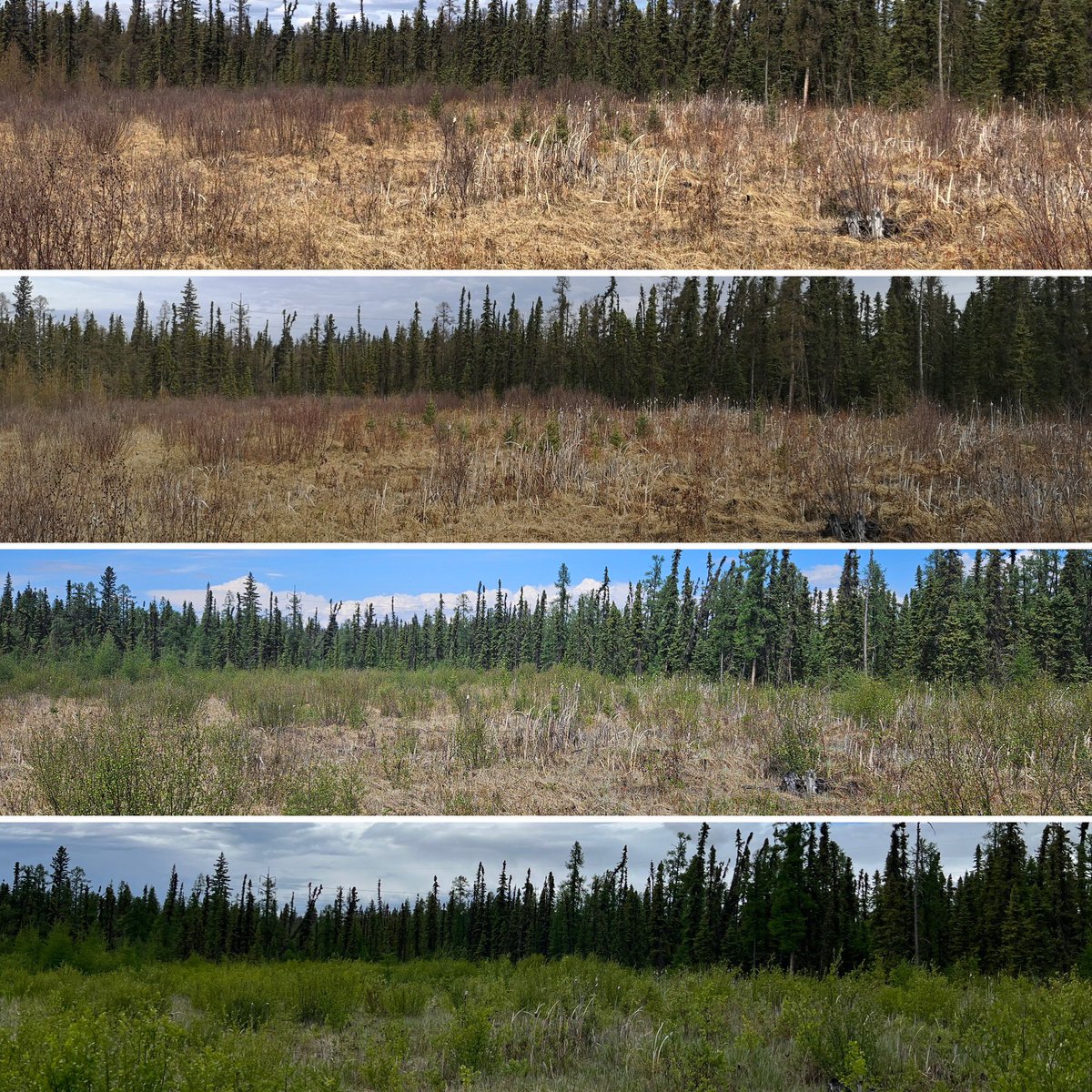 We’re into our FOURTH year of photos from the Boreal Wetland Centre in Alberta, Canada as part of the Tracking the Colour of Peatlands project!  These two sites are in collaboration with <a href="/DUCBoreal/">National Boreal Program</a> 

#PeatTwitter #PeatColours