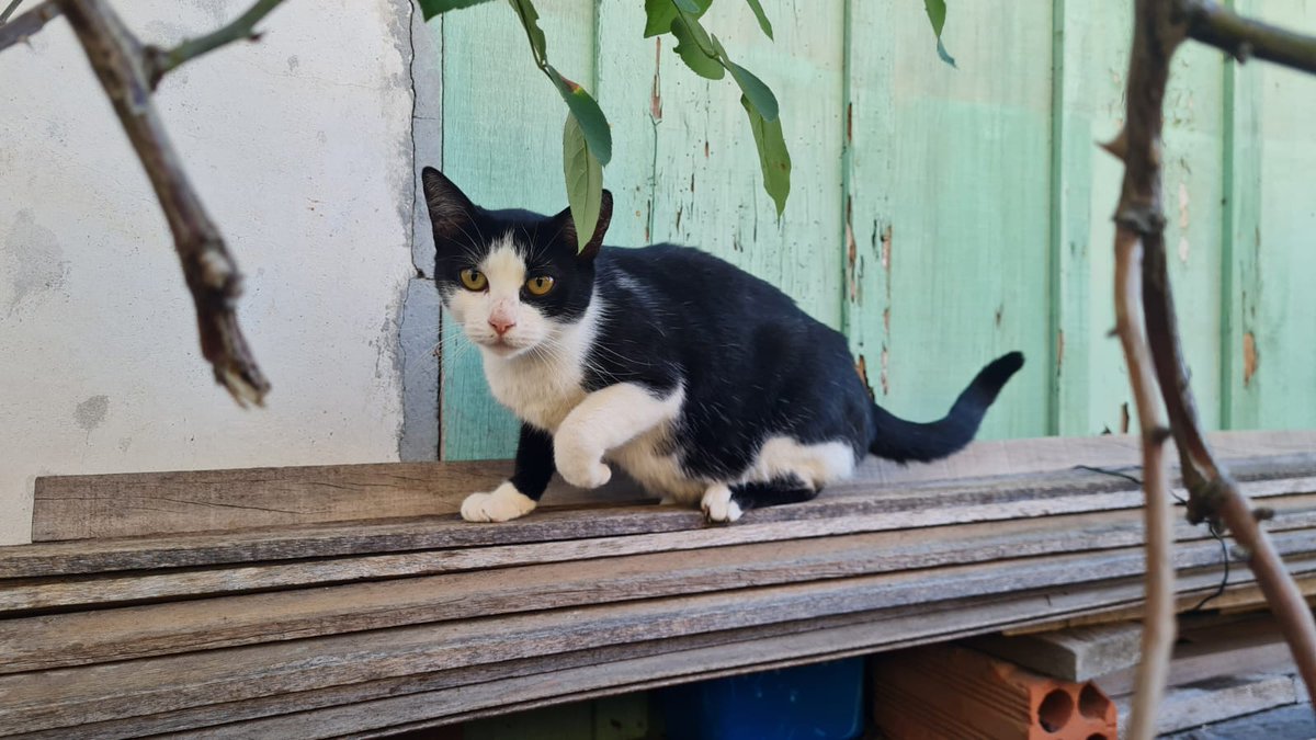 beomdaisy's tweet photo. • GATINHAS 
As gatinhas são pequenas, muito carinhosas e muito boazinhas.
(Ambas começaram a ser desverminadas e com castração agendada) https://t.co/I2VKrSmQUk