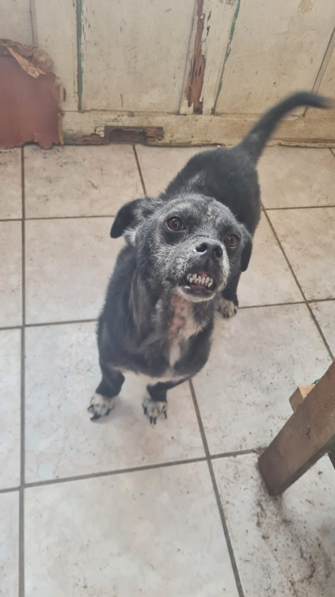 beomdaisy's tweet photo. • Cachorrinhas
Também são super carinhosas, porte pequeno/médio. Muito boazinhas, se dão bem com outros cachorros.
(Ambas já são castradas) https://t.co/7pzO9zHKeJ