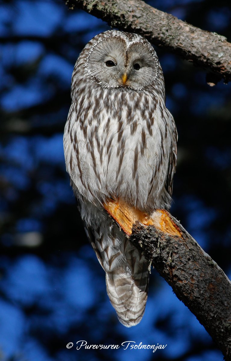 It's been a great year for seeing owls. All our three birding tour groups have recently seen Ural Owl so well. These three owl species along with Siberian Jay and Siberian Tit can be seen around our capital - Ulaanbaatar. Of course, it requires serious hiking/searching.