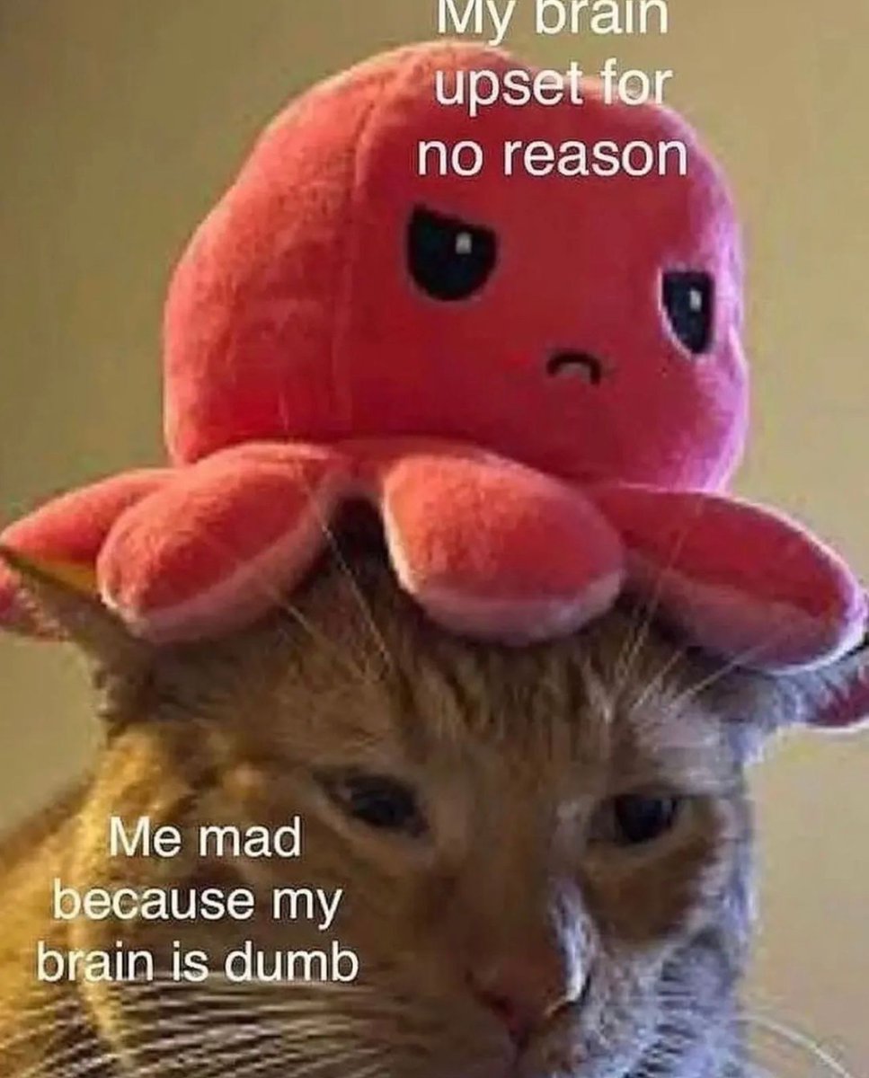 Dont Show Your Cat (@dontshowyourcat) on Twitter photo 