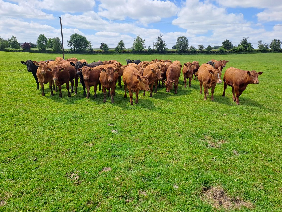 AutumnCalver's tweet image. Just weaned next generation #stabiliser heifers