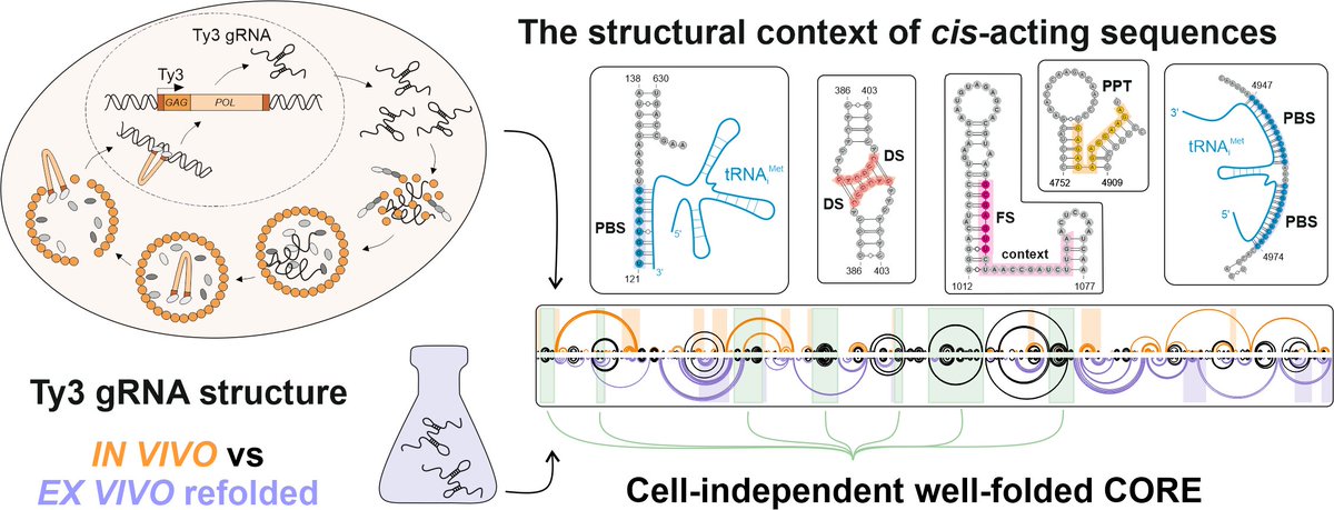 aandrzejewskaa's tweet photo. Very excited to share our new research article at @NAR_Open ! Here, we provide the first #RNAstructure characterization of Ty3 LTR #retrotransposon genome in vivo and ex vivo!
https://t.co/seQ7rIRQXK
Please, check 🧵 below!
@KatarzynaPachu2 Lab at @ICHBPAN ✌️ https://t.co/c32MM2zafM