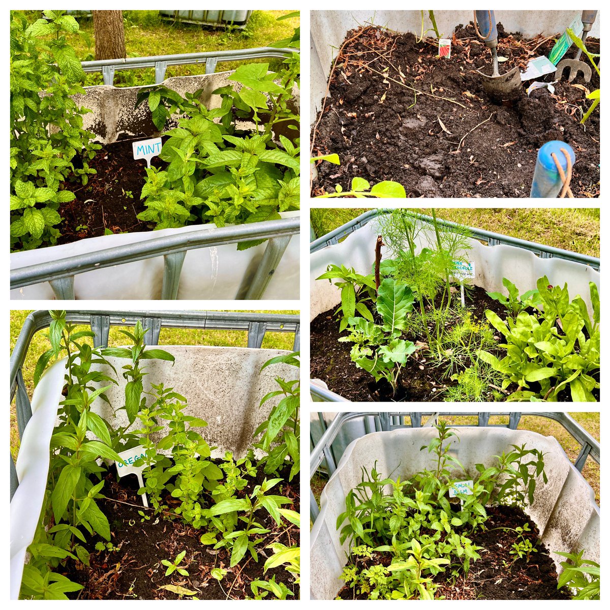 Our Community garden is coming along nicely.
Today we planted some more carrots and cabbages as well as a little bit of tidying up.
Come and join us every Wednesday from 10am at the Grange, <a href="/4CT/">4CT🐝 💙</a>
