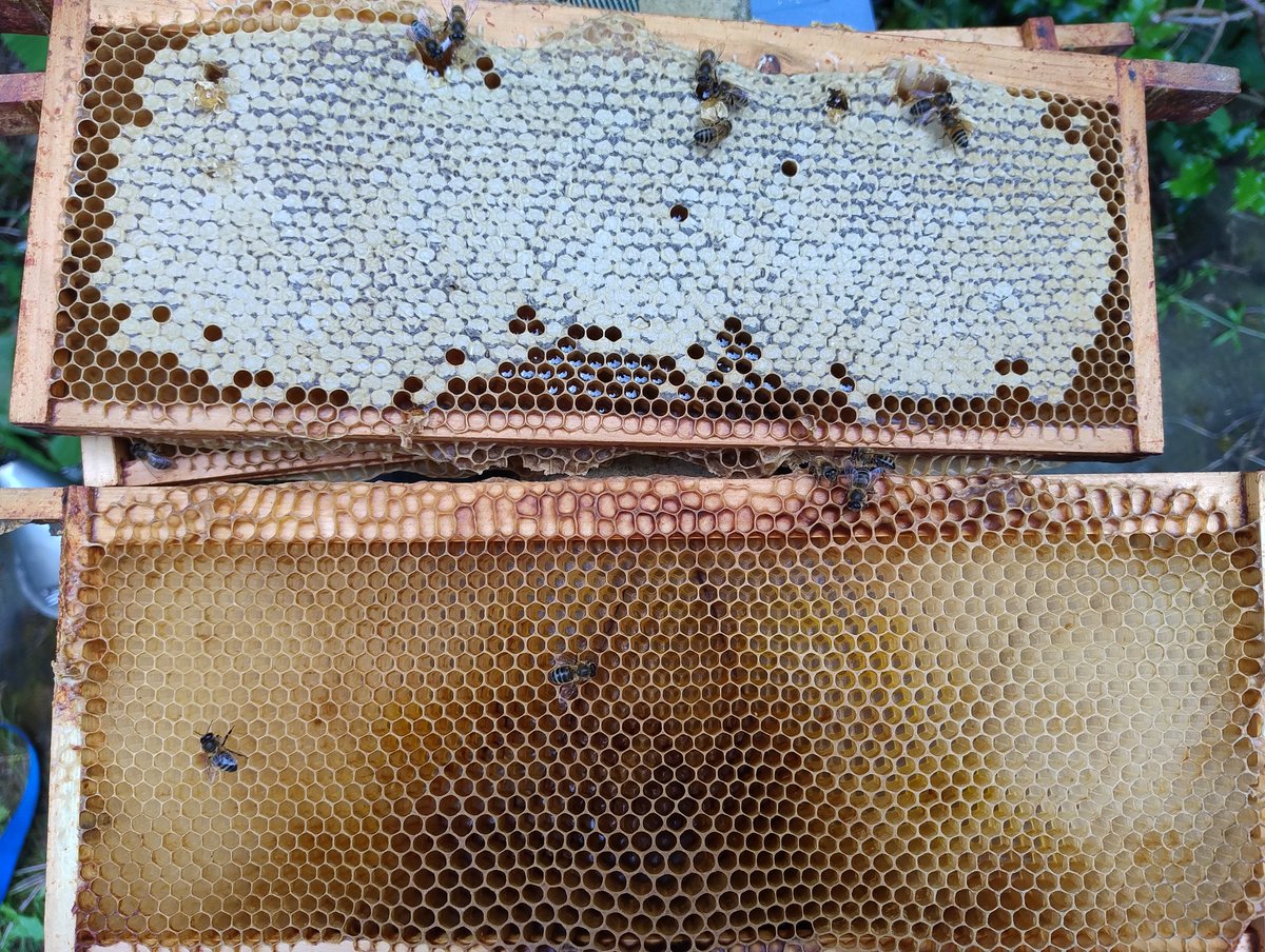 britishbee's tweet image. Starvation alert:

I don’t think anyone can have failed to notice that the weather has not lived up to expectations so far this season. We have heard from many beekeepers that they have inspected colonies recently which are at major risk of starvation. Please check colonies