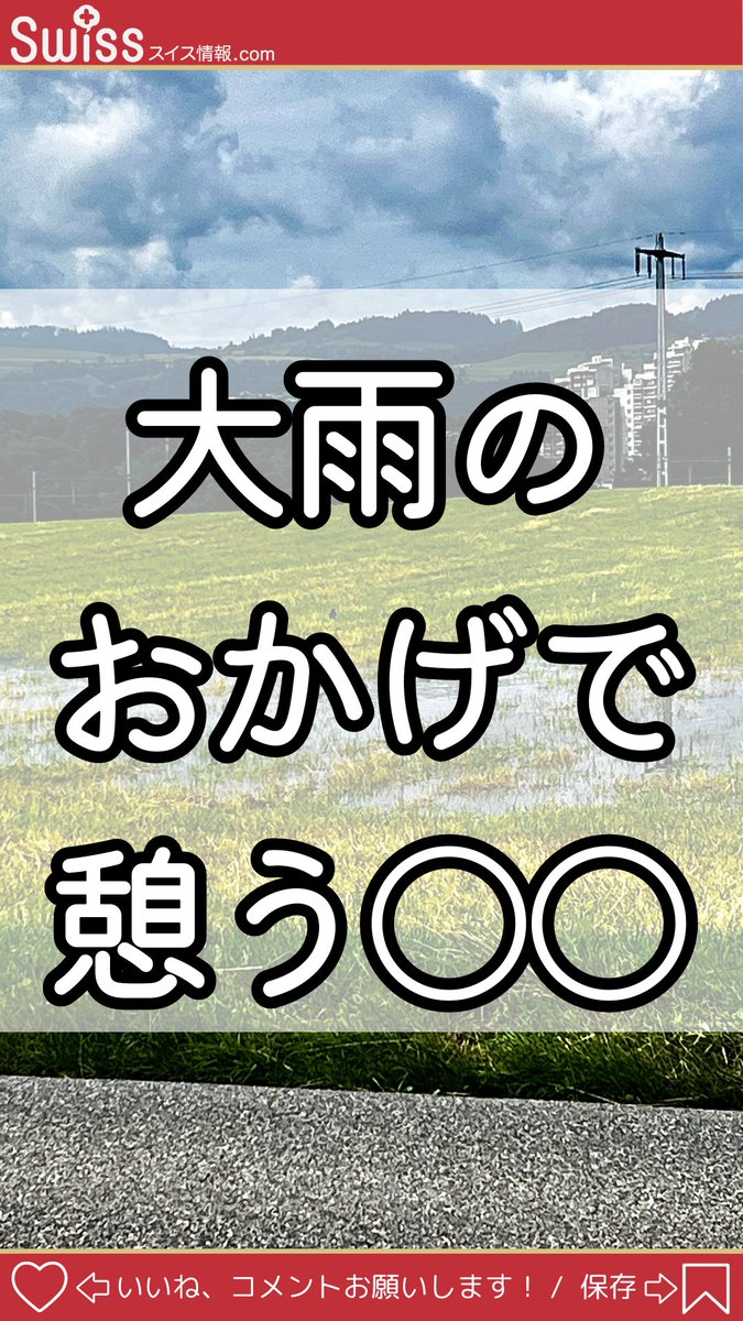 swissjoho's tweet photo. 【大雨のおかげで憩う〇〇】  しばらく嵐や雨が続いていました。畑には池ができ、カモたちの憩いの場となっていました！  #スイス #travel #ヨーロッパ旅行 #スイス情報 #海外情報 #鳥 #自然 #風景 #海外在住 #スイス生活 #スイス #ヨーロッパ生活
https://t.co/MvplcDuBMC https://t.co/yjzXLTAq9I