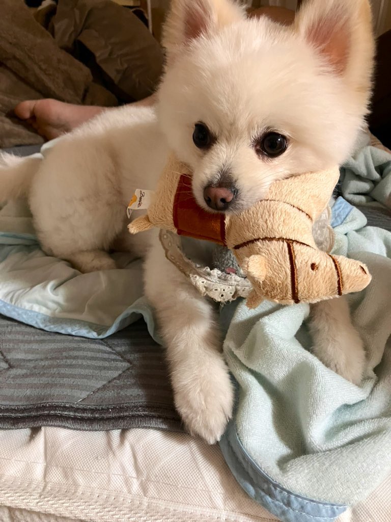 Pwl7T's tweet photo. 暑くなってきたのでサマーカットに🌻♡
短いのもかわいい〜😍こぐまさん🐻

#ポメラニアン　#犬 https://t.co/0hpl0RZ0Ev