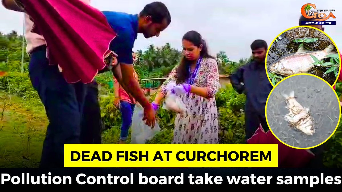 InGoa24x7's tweet photo. Dead fish at Curchorem: Pollution Control board take water samples
WATCH : https://t.co/hUMJB2fnIJ
#Goa #GoaNews #DeadFish #WaterSamples https://t.co/enKg2SlVsc