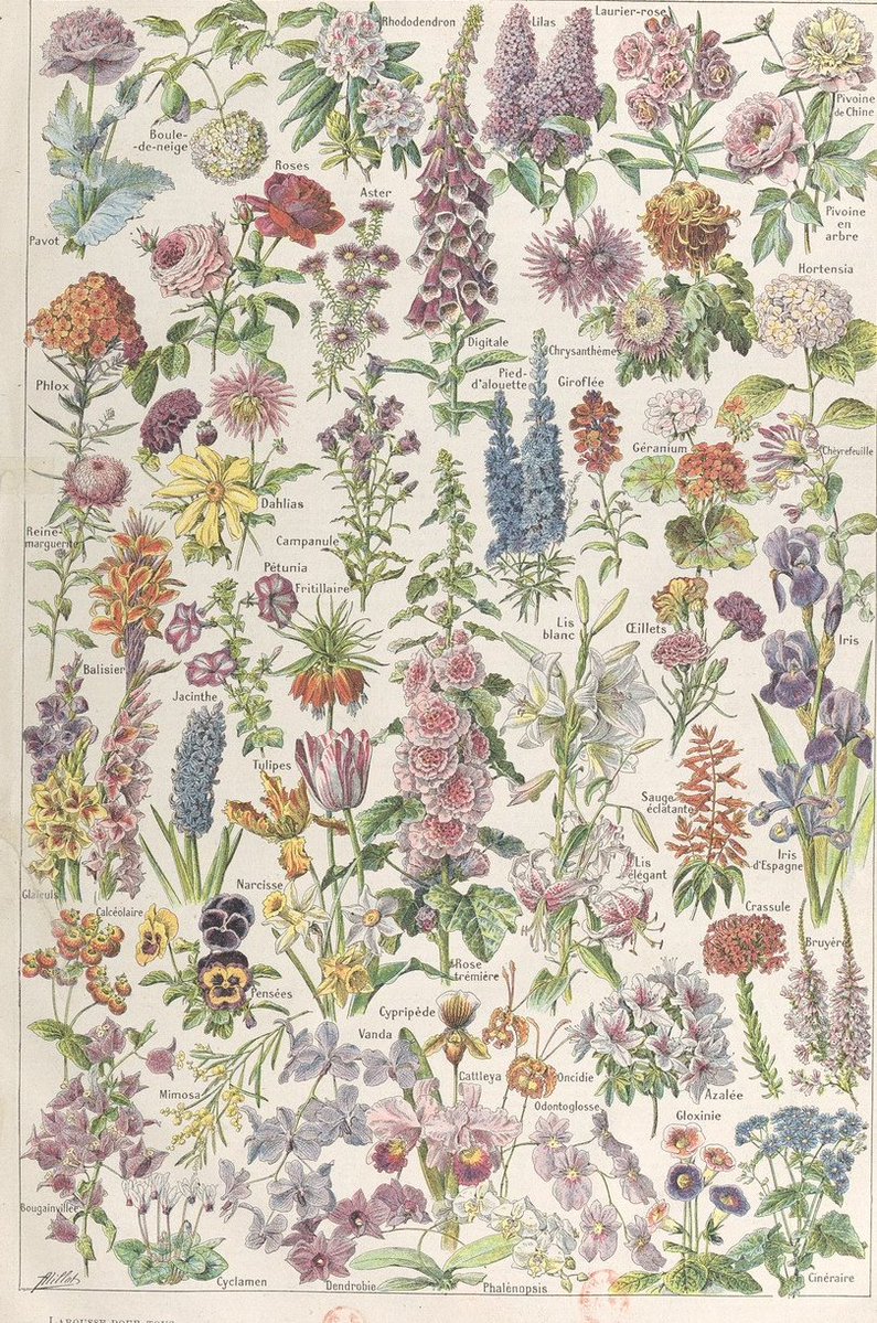 GallicaBnF's tweet photo. Plutôt plumes d'oiseaux, fleurs des champs ou nuancier de couleurs 🦚 ? Les planches illustrées du "Larousse pour tous", publié en fascicules entre 1907 et 1910 sous la direction de Claude Augé, sont à contempler sur @GallicaBnF ! => https://t.co/ZKhrDl4dFD https://t.co/KzpajgutUk