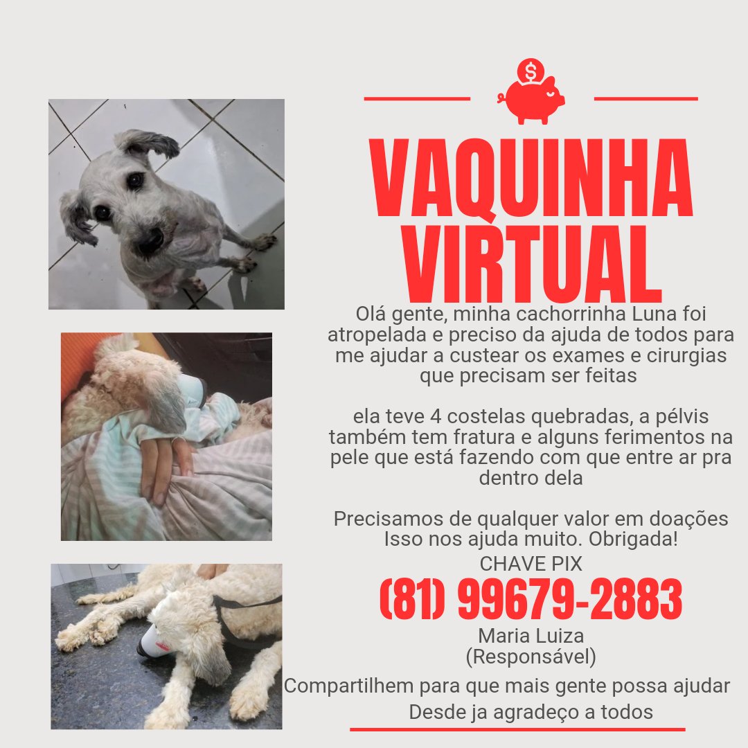 maco_______'s tweet photo. #vakinha #vaquinha #cachorro #sos #urgencia #vaquinhavirtual #ajuda #vaquinhapet #pet #cachorro #animal #doação #vaquinhaanimal #vakinhanimal https://t.co/1flh5q0DQU