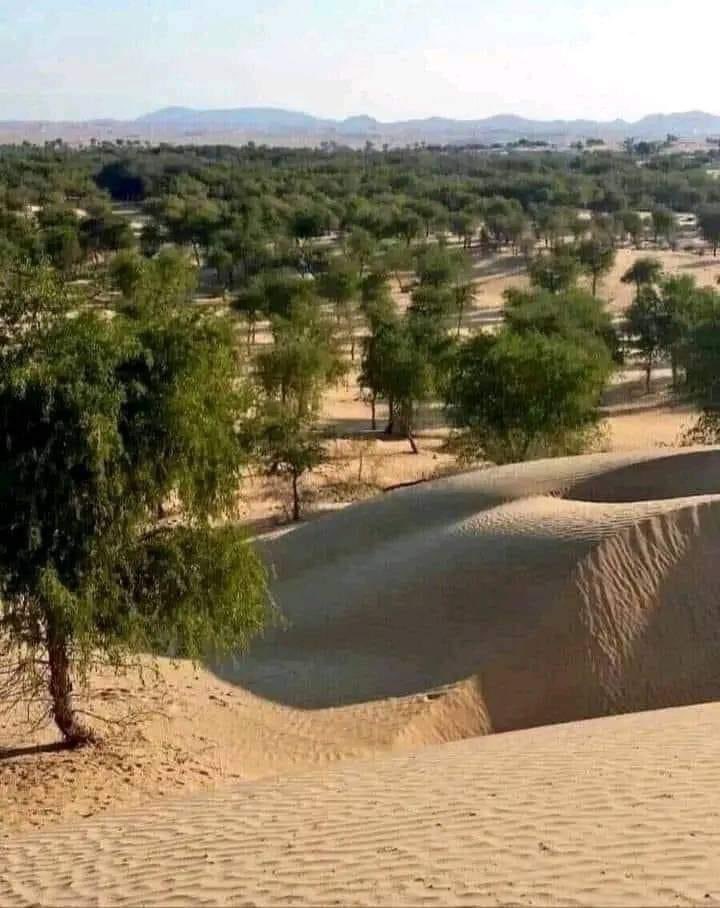 MarwanTashani's tweet photo. التشجير لم يعد رفاهية بل اصبح حاجة ضرورية  لاستمرار الحياة وتخفيض درجات الحرارة المرشحة للزيادة  بناء على تقارير التغير المناخي .

هذا  مشروع وطني تتبناه الدولة والجامعات والأندية والمجتمع المدني للعمل  تحديد أنواع الأشجار التي يجب زراعتها بحسب مكان الزراعة وتحملها للعطش . https://t.co/DG5XKFZQhy