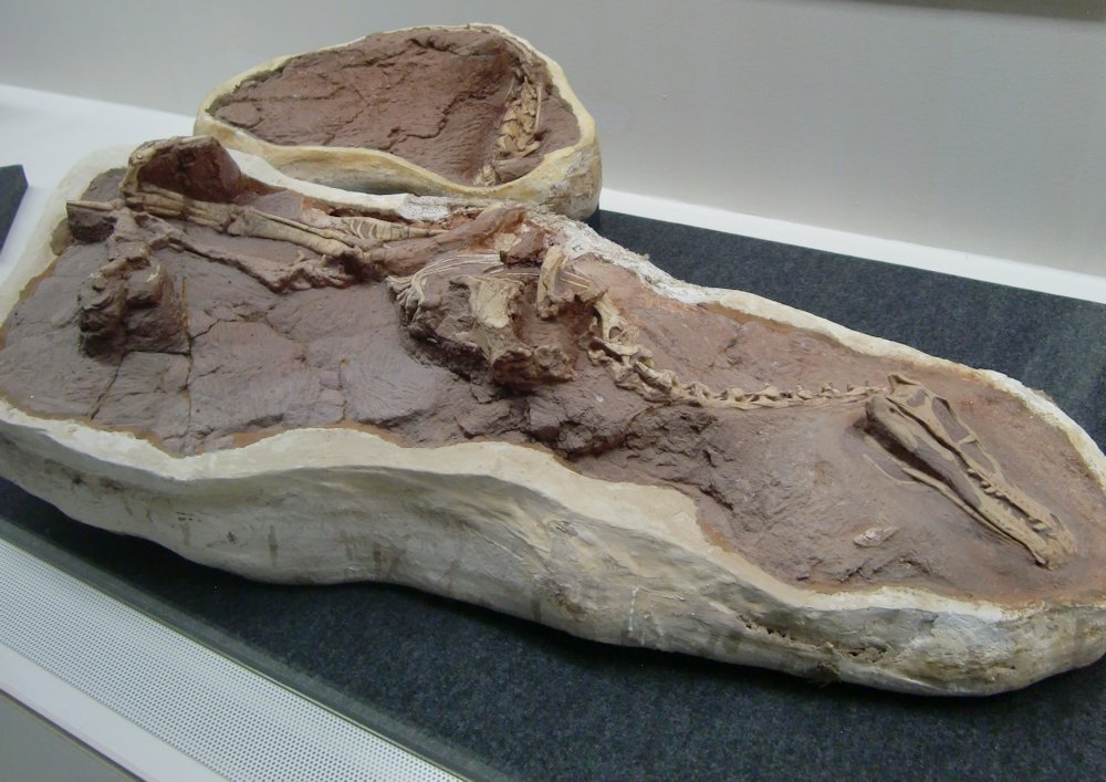 kta92751434's tweet photo. 2018年開催の福井県立恐竜博物館特別展『獣脚類_鳥に進化した肉食恐竜たち』より
#Jeholornis prima #ジェホロルニス
#Kelenken guillermoi #ケレンケン
#Limusaurus inextricabilis #リムサウルス
#Linheraptor exquisitus #リンヘラプトル
リムサウルスは組み立ててみて欲しいなぁ~🥰🥰🥰 https://t.co/W8RSZhxSb2