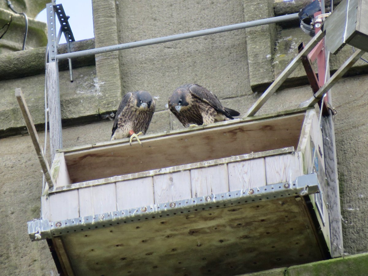 steelcitysnaps's tweet image. At the weekend I popped over to @sheffielduni’s St George’s church and was rewarded with all three juvenile peregrine falcons fledgling! They were flapping their wings a lot and flying from post to post and around the nest box 😊 @SheffPeregrines #Sheffield