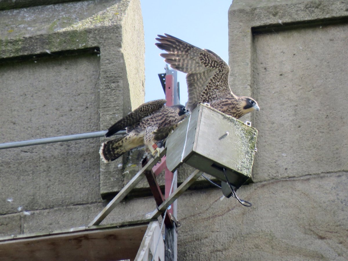 steelcitysnaps's tweet image. At the weekend I popped over to @sheffielduni’s St George’s church and was rewarded with all three juvenile peregrine falcons fledgling! They were flapping their wings a lot and flying from post to post and around the nest box 😊 @SheffPeregrines #Sheffield