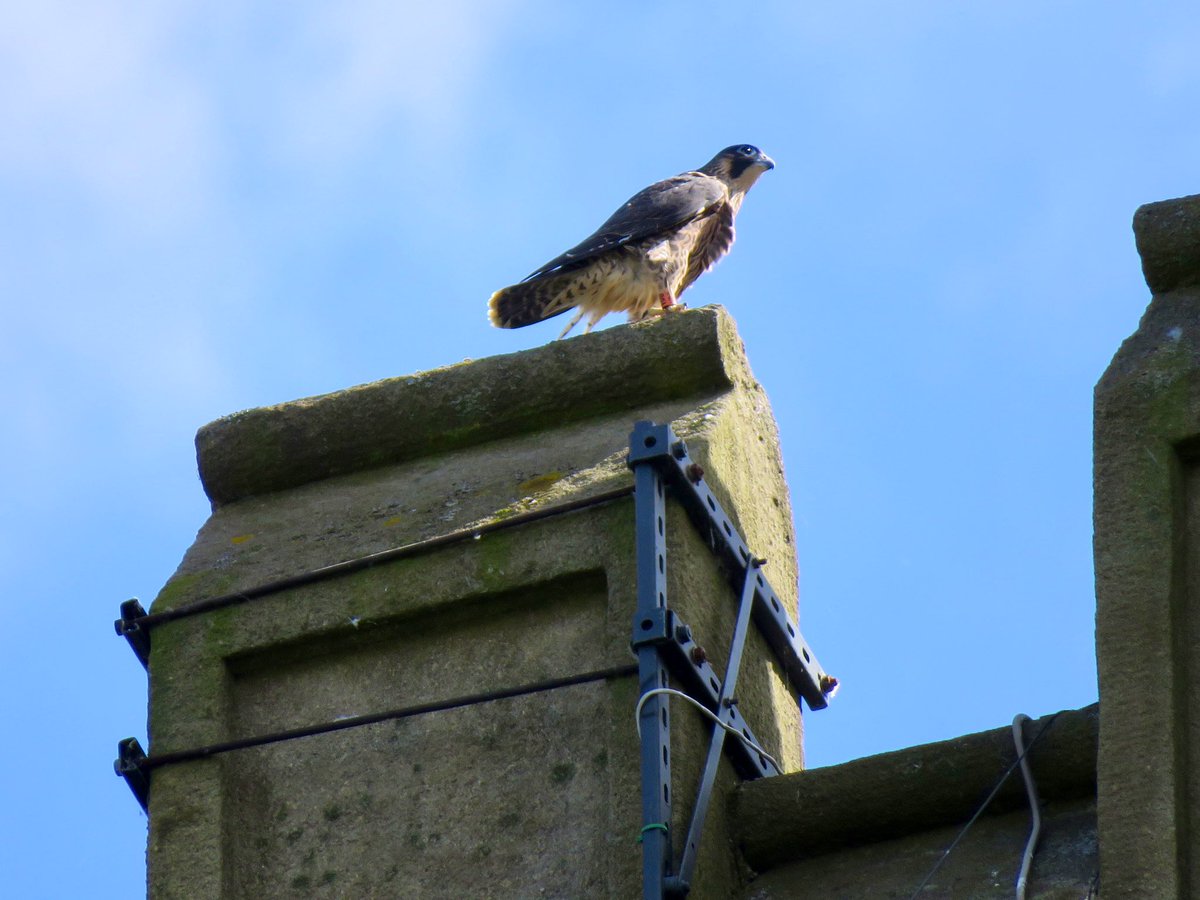 steelcitysnaps's tweet image. At the weekend I popped over to @sheffielduni’s St George’s church and was rewarded with all three juvenile peregrine falcons fledgling! They were flapping their wings a lot and flying from post to post and around the nest box 😊 @SheffPeregrines #Sheffield