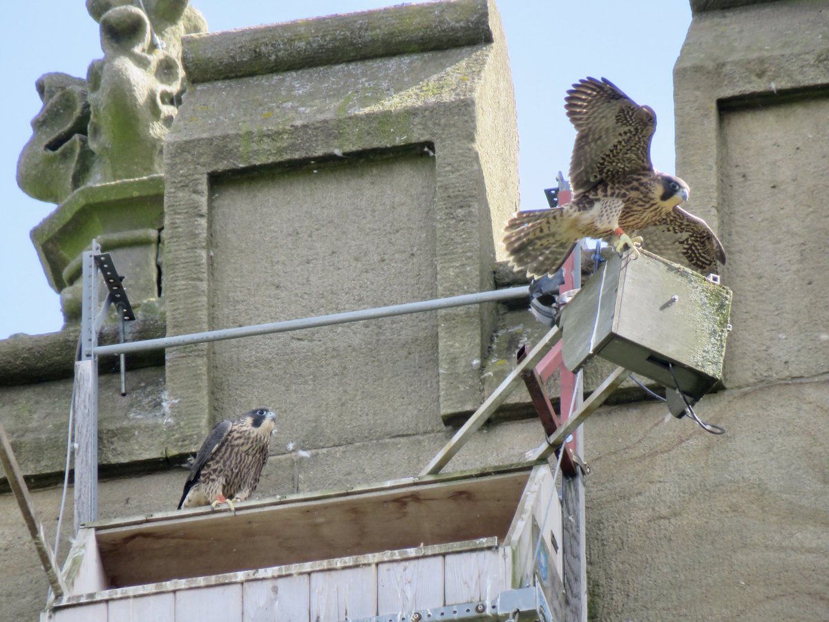 steelcitysnaps's tweet image. At the weekend I popped over to @sheffielduni’s St George’s church and was rewarded with all three juvenile peregrine falcons fledgling! They were flapping their wings a lot and flying from post to post and around the nest box 😊 @SheffPeregrines #Sheffield