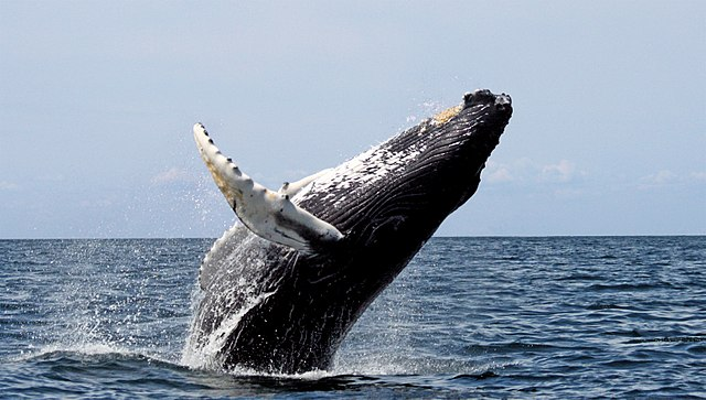 Bleezy_WB's tweet photo. 🐋 [TRACKING WHALE À PLUSIEURS MILLIONS $$$] 🐋

🧐Je track une whale qui pèse plusieurs millions $$$ depuis plusieurs mois.

🤔Pourquoi c'est intéressant de la surveiller pour ses investissements ?

$UOS $ONDO $GHX $AXL

🧵👇 https://t.co/RLA8ZzNNZa