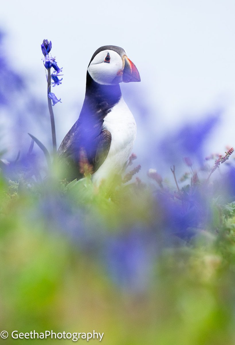 GeetRamPhotos's tweet photo. Purple Puffin 😍

@SallyWeather @WildlifeMag @BBCSpringwatch @BBCCountryfile @Sony @WildlifeTrusts @Natures_Voice @NatureUK @Team4Nature @Britnatureguide @NatGeoMag @NatGeoUK @visitwales @skomer_island 

#puffin #purple #bluebells #skomer https://t.co/ojijZd4fsY