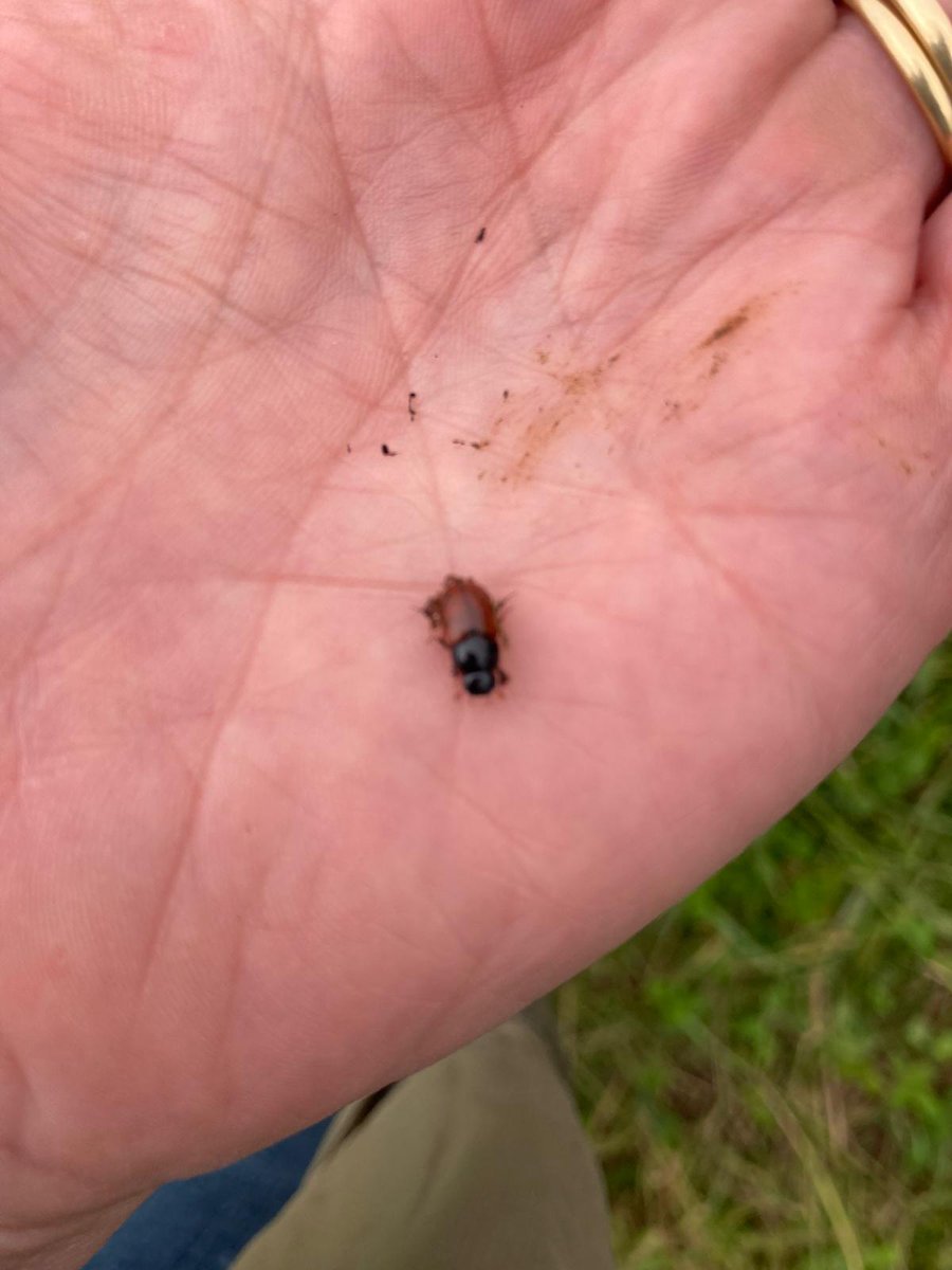 The Homo sapiens in an agroforestry environment, displaying their natural behaviour of picking through cow pants in the hunt for #DungBeetles... 😉
Another great #DungBeetle Safari on day 2 of the Dung Beetle Conference!
#DungBeetleConf