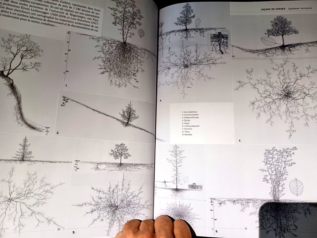 ¿Las distribucion de las raíces de un árbol son un reflejo de la ramificación de la copa? 
Un aire tienen, pero mejor descartamos este mito de una vez por todas.
📷Diseños de E. Lichtwnegger y L. Kutschera