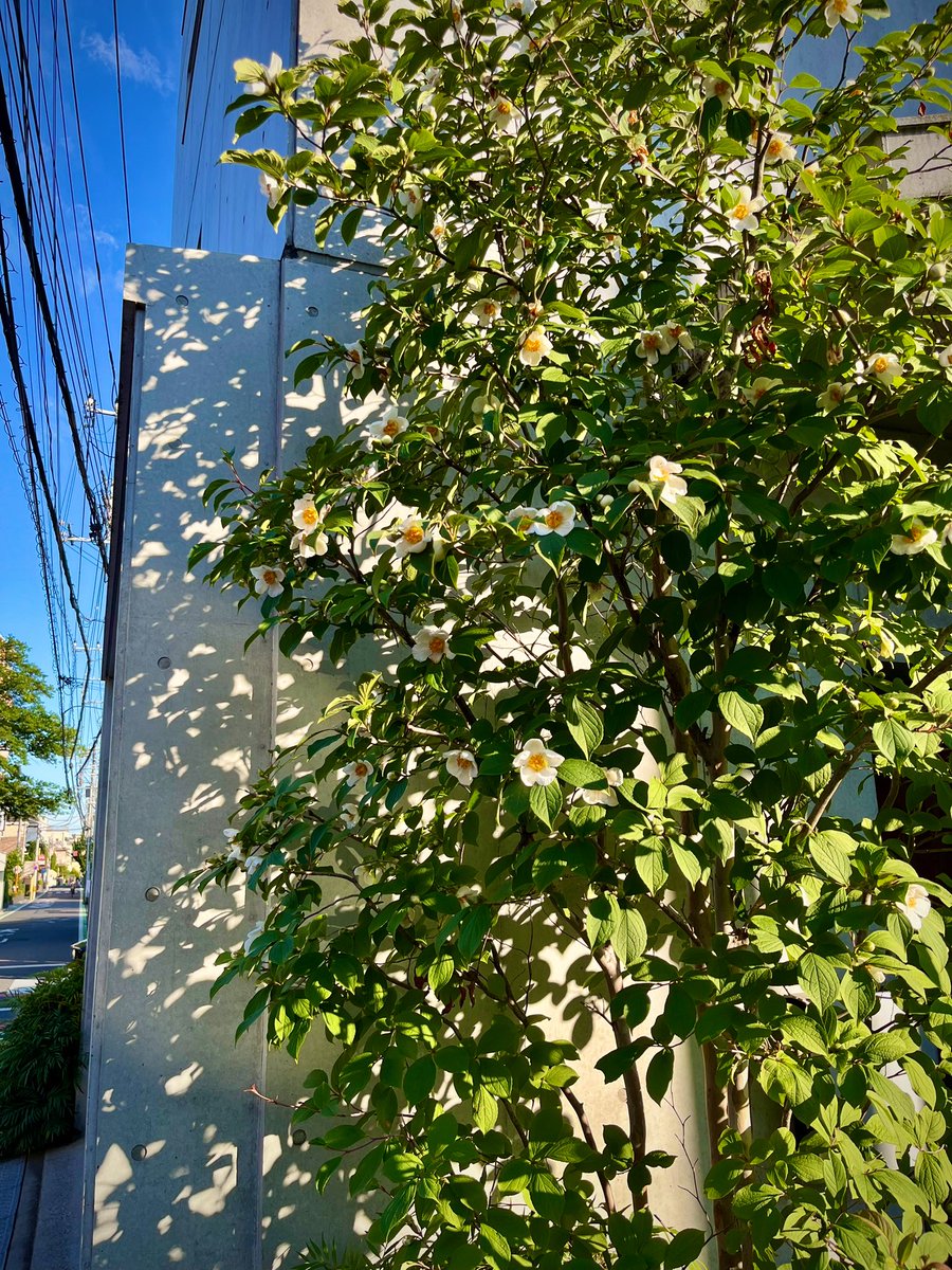 4XGQBO0gUSqvFCW's tweet photo. 光と影「沙羅双樹の花の色」
#NaturePhotography #plants #flowers #Stewartia https://t.co/r9NRMCPsCa