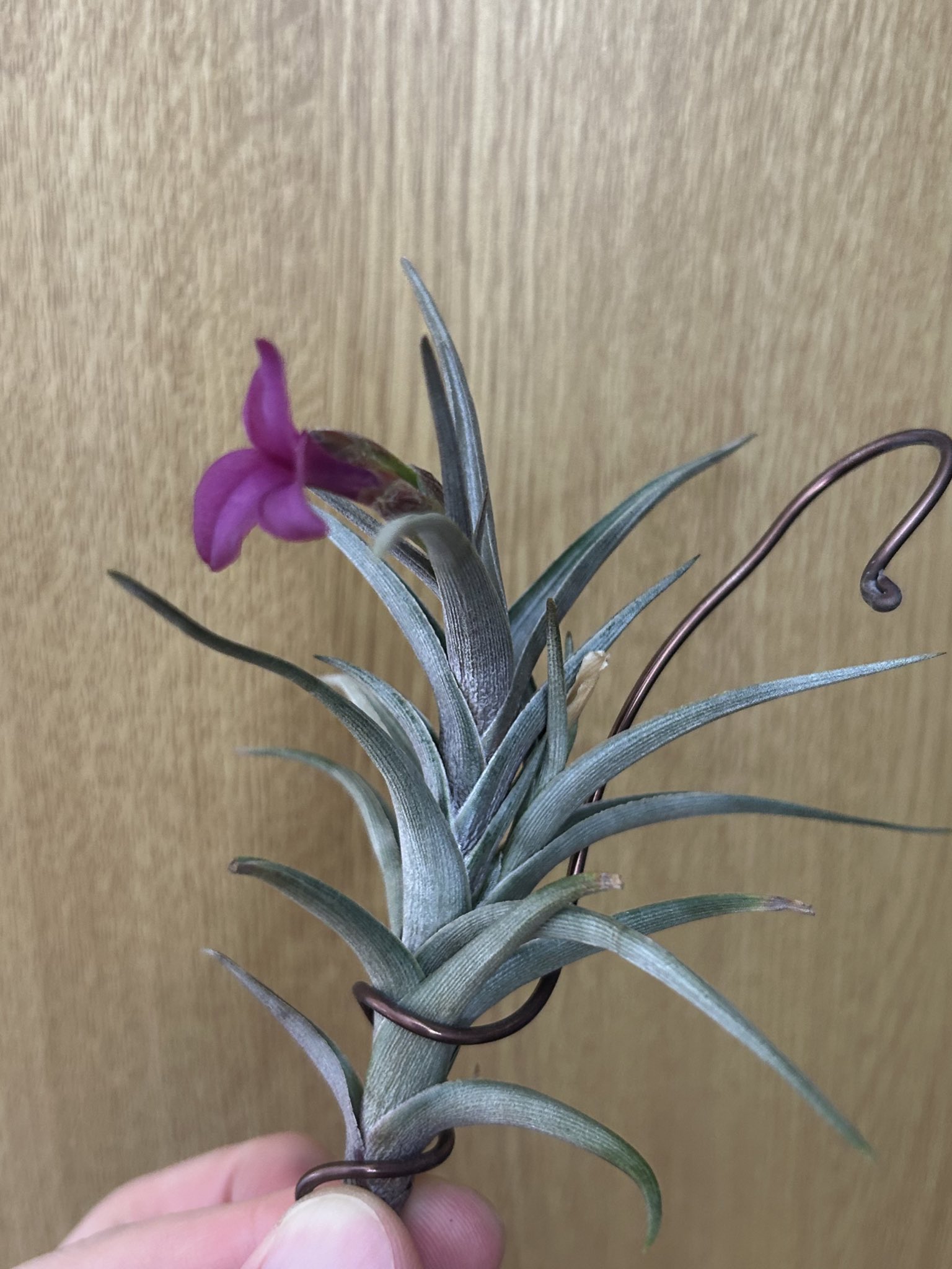 ゼチェリ　Tillandsia チランジア・ゼチェリ Tillandsia zecheri ティランジア育て方