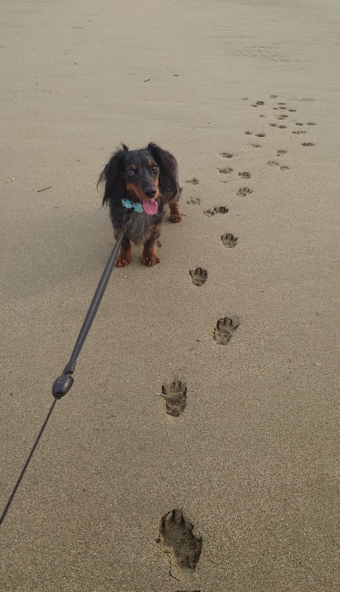 CECIL_12_31_'s tweet photo. お隣の県までお散歩してきた🐶🐾
足跡が可愛いすぎる🤭❤️ https://t.co/GKyA6SVikU