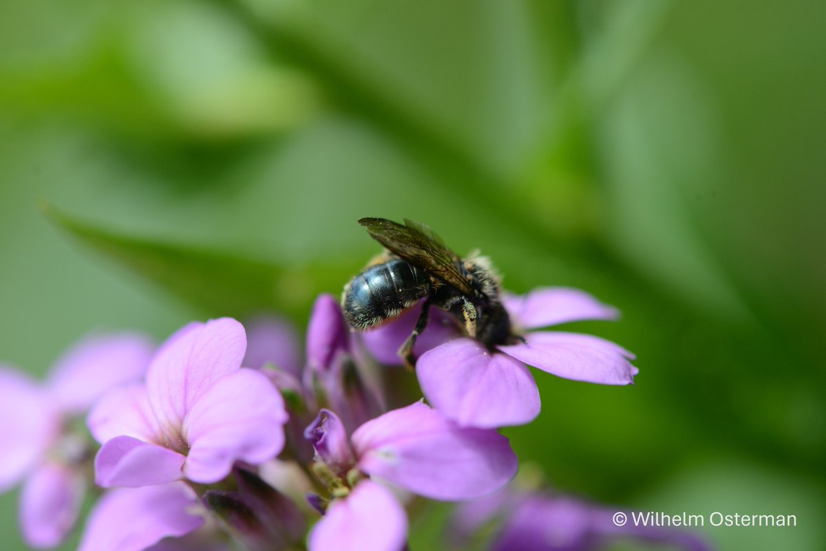 naturealexk's tweet image. 📢Join our team at the Chair of Nature Conservation and Landscape Ecology @UniFreiburg:
PhD position in the field of wild pollinator toxicology in the Horizon Europe @WildPoshProject 🐝
Starting date 01.10.24
Application deadline 24.06.24
More information: nature.uni-freiburg.de/ressourcen/the…