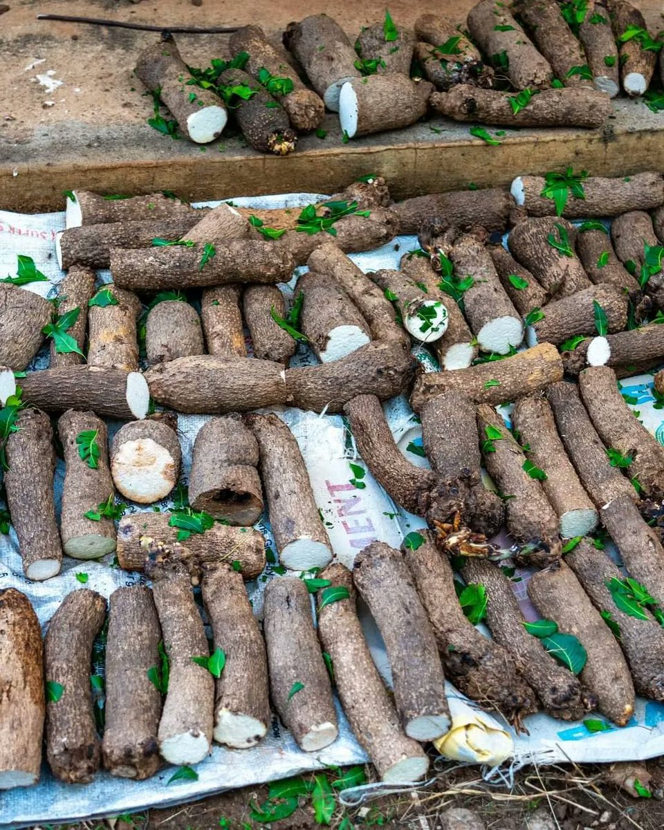 Healthy Living with Nonye Soludo tweet media