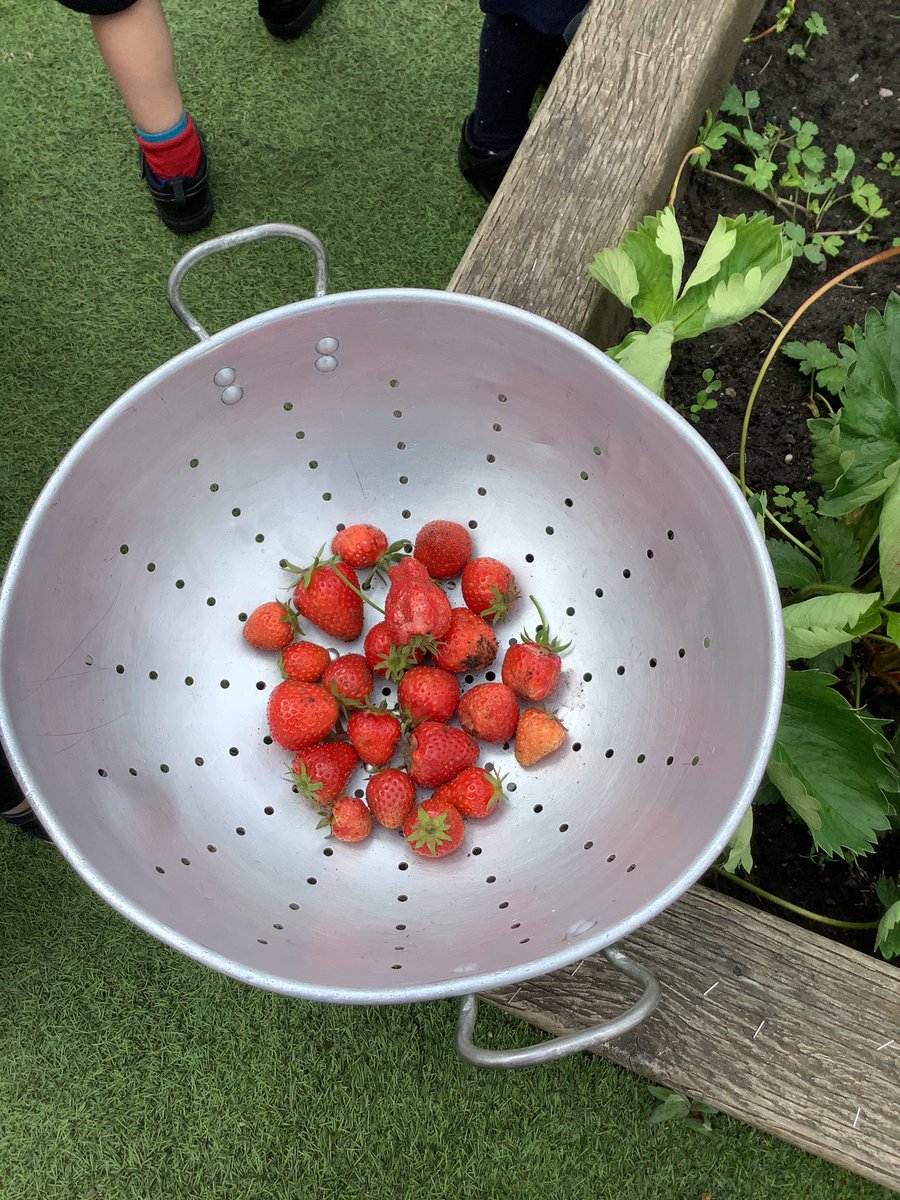 GlazeburyCofE's tweet photo. On Monday in nursery we picked the red strawberries out of our garden which we had grown, we then washed the strawberries and enjoyed them for snack. They were very sweet 🍓🍓 #ldst #HEART https://t.co/6WuDwhhLBW