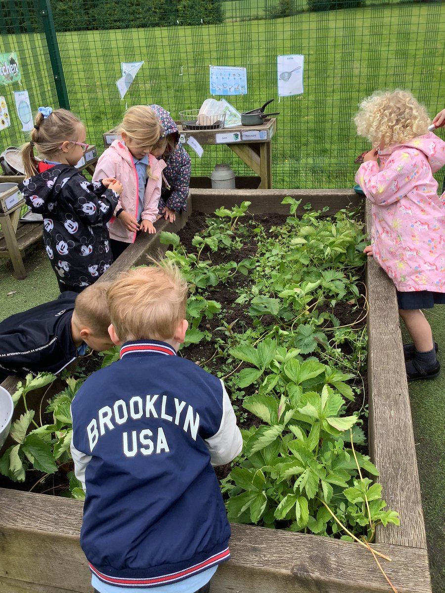 GlazeburyCofE's tweet photo. On Monday in nursery we picked the red strawberries out of our garden which we had grown, we then washed the strawberries and enjoyed them for snack. They were very sweet 🍓🍓 #ldst #HEART https://t.co/6WuDwhhLBW