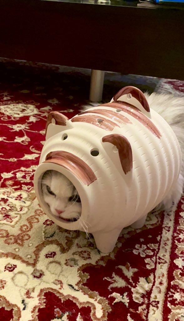 ネコランド tweet media