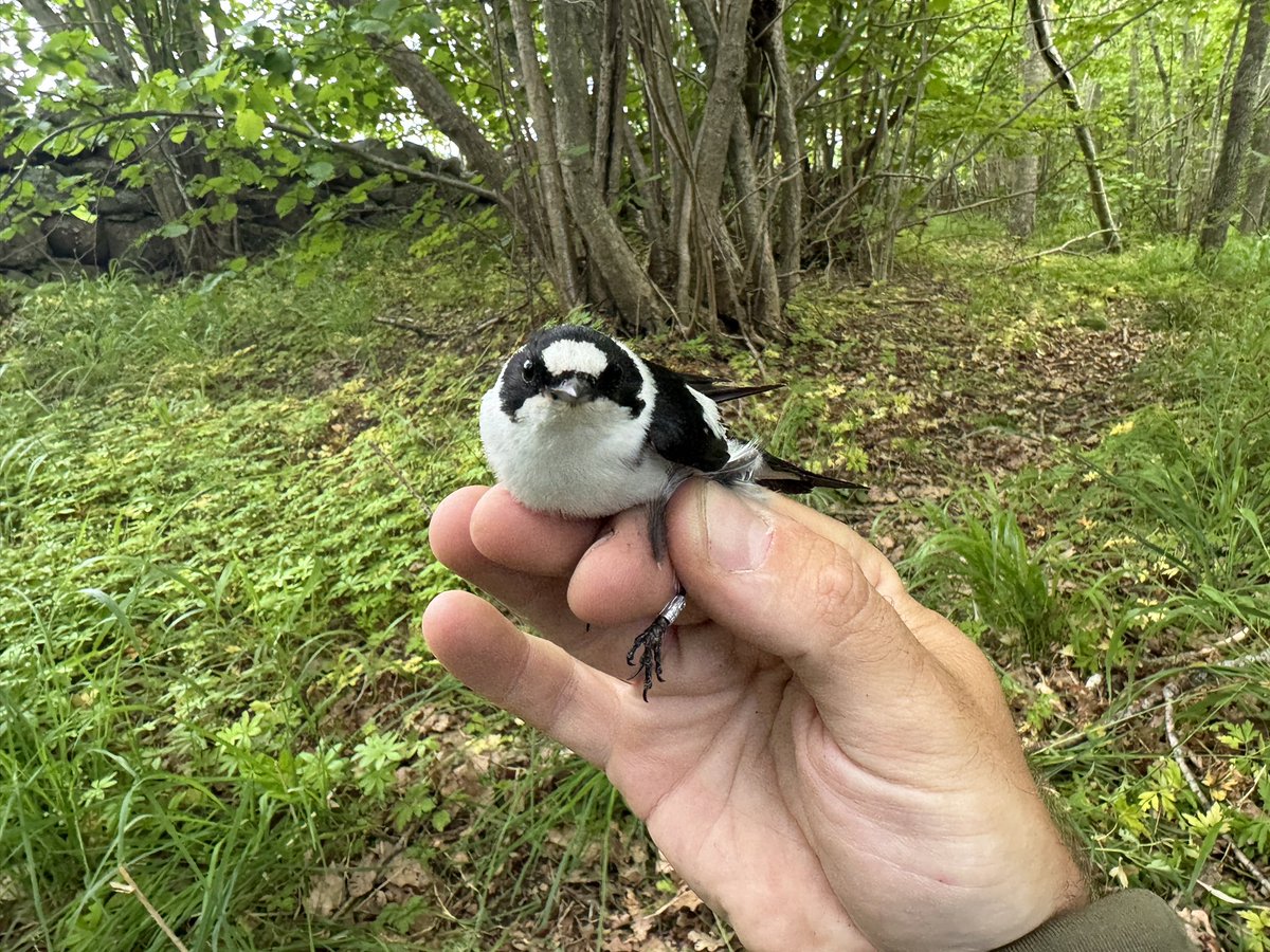 Gotland Blåmes tweet media