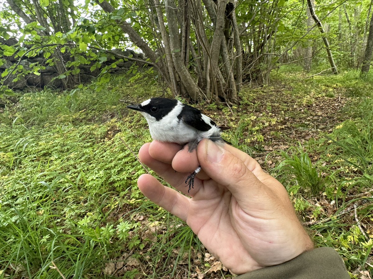 Gotland Blåmes tweet media