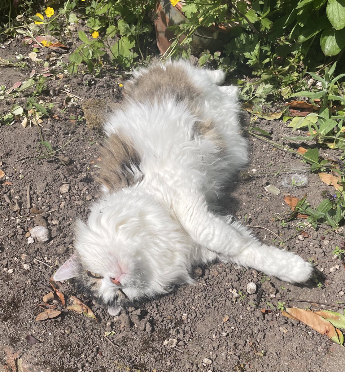 Humzumble's tweet image. This is what I aspire to. Peak cat. #CatsOnX