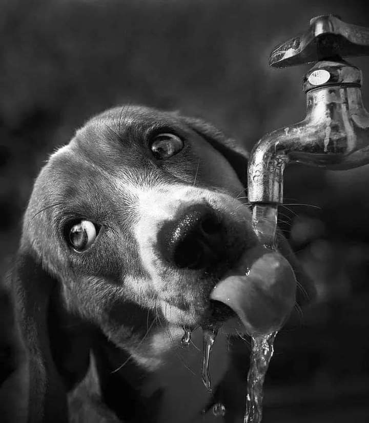 aramis46's tweet photo. #Fotogrammi a #CasaLettori
Non dire mai: "Io quest'acqua non la berrò", perchè il cammino è lungo e potresti avere sete.
- Web https://t.co/TXcKp3ndbM
