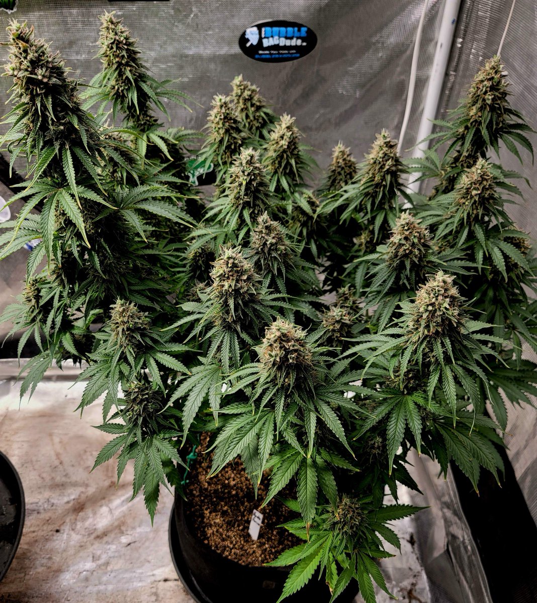 royalqueenseeds's tweet image. Wedding Crasher appreciation post 💚 bit.ly/3RneaMd