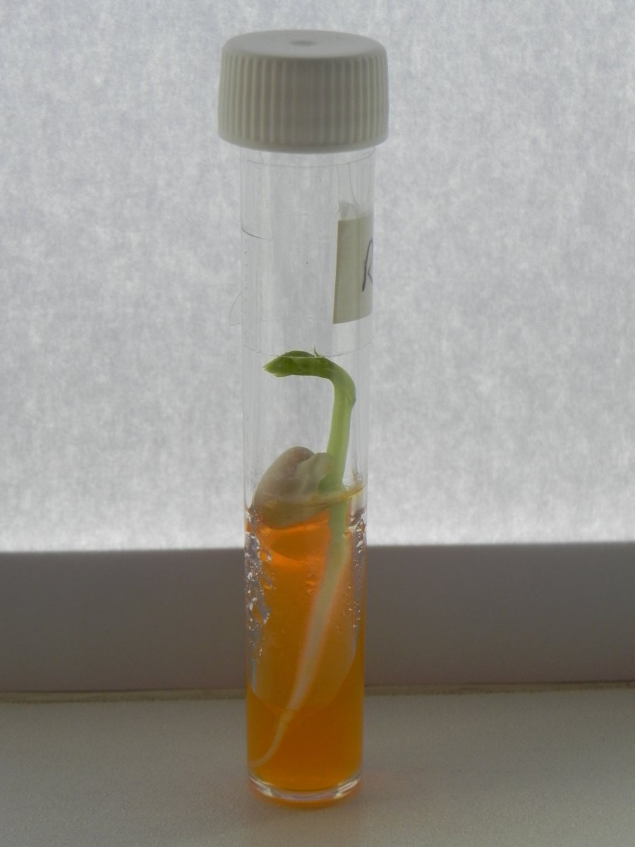 PlantletCulture tweet media