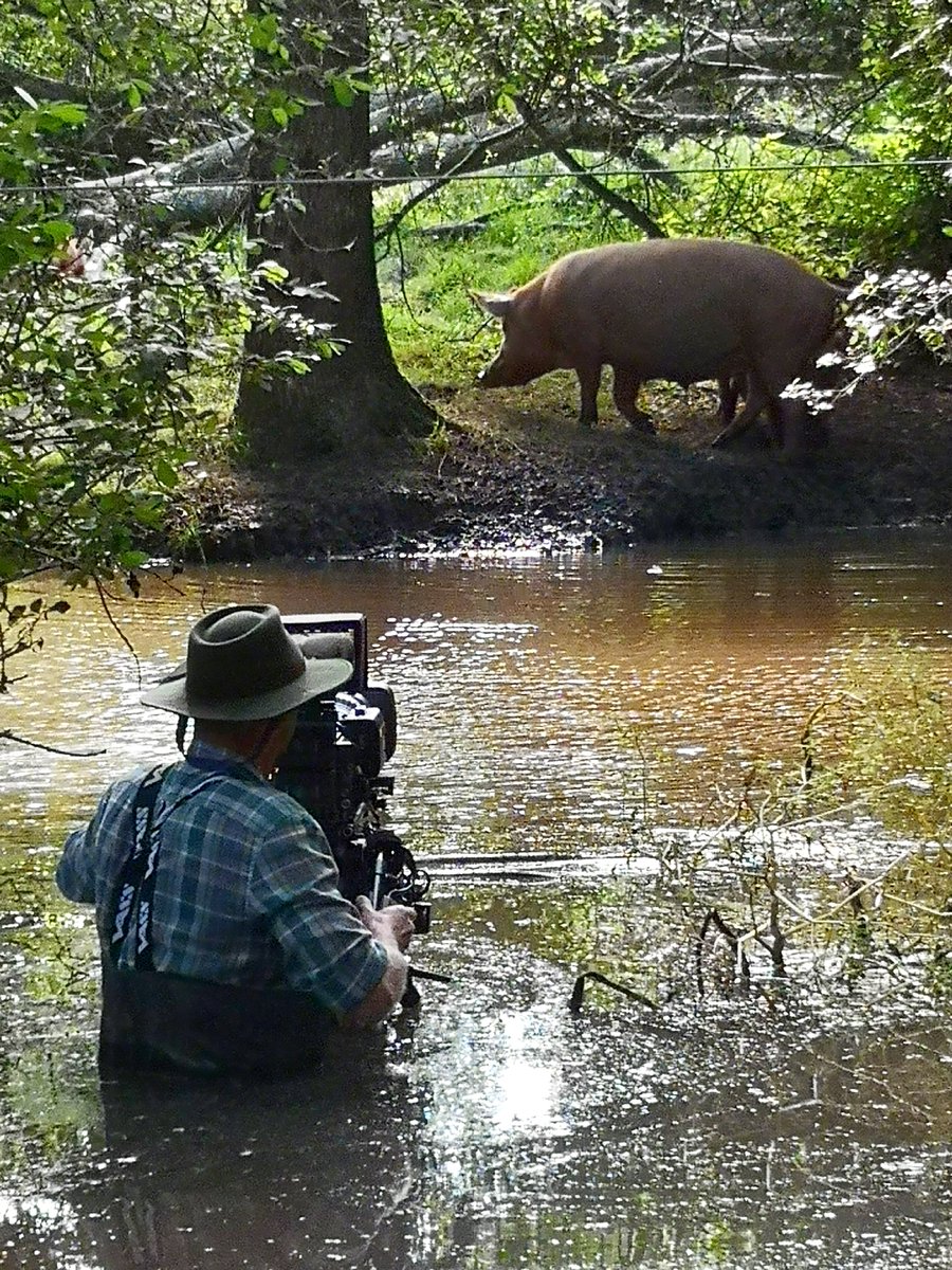 Delighted to see our local cinema is screening #WILDING, a feature doc that I enjoyed working on.

Filming Tamworth #pigs foraging for freshwater mussels, we spent a lot of time in mud, dodging pigs that (quite rightly) assumed I had tastier treats hidden away in my kit bags!