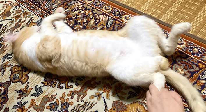 四コマ「拾い猫ラッキー25」
去勢手術前にタマの写真を撮るのは、雄猫ならあるあるなんでしょうか?
写真は当時言われて撮ったものです。この頃のラッキーは細かった。
#猫 #四コマ漫画 #御かぞくさま御いっこう